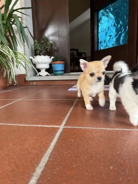 Vendo Chiuhauha pedigree