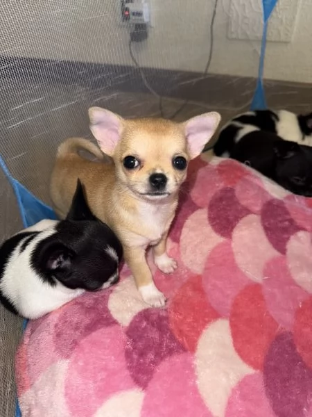 Vendo Chiuhauha pedigree | Foto 1