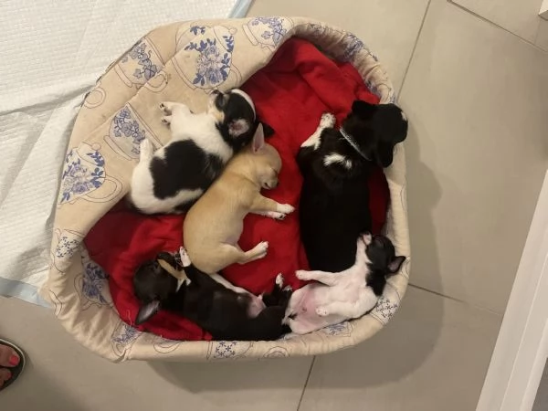 Vendo Chiuhauha pedigree | Foto 0