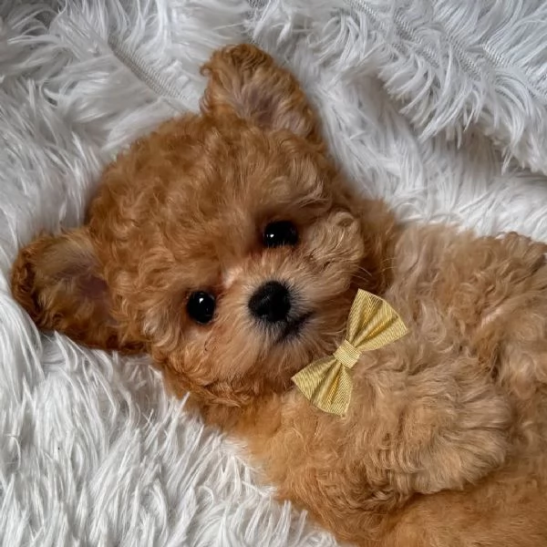 Cuccioli di barboncino adorabili in cerca di adozione.
