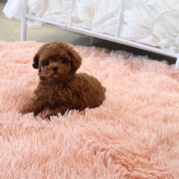 Cuccioli di barboncino adorabili in cerca di adozione.