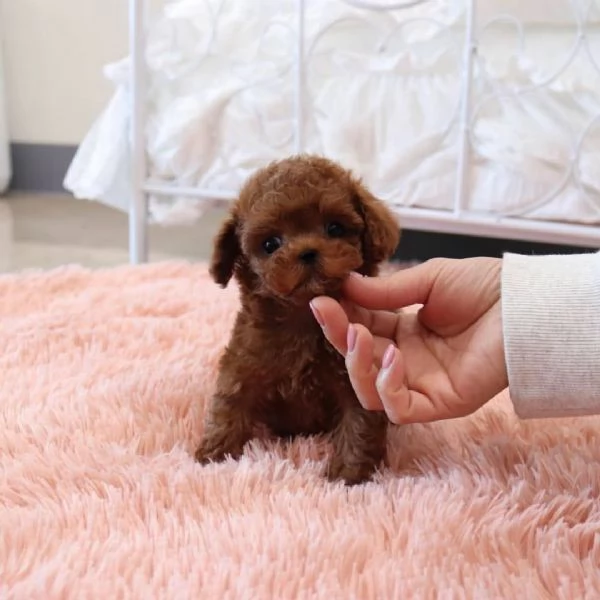 Cuccioli di barboncino adorabili in cerca di adozione. 