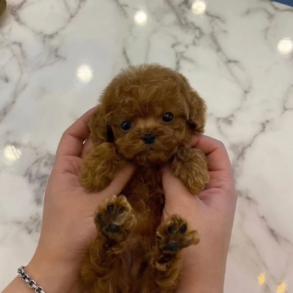 Cuccioli di barboncino adorabili in cerca di adozione.  | Foto 0