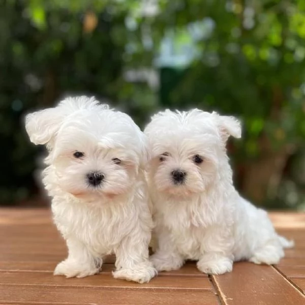 Cuccioli di maltese adorabili in cerca di adozione. 