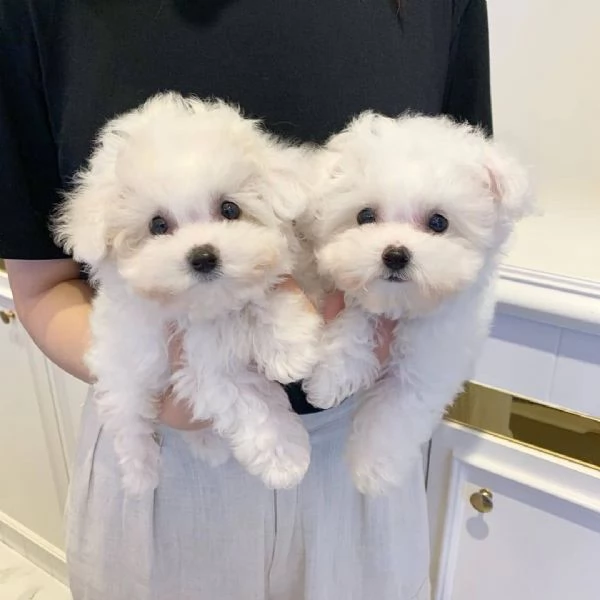 Cuccioli di maltese adorabili in cerca di adozione.  | Foto 0