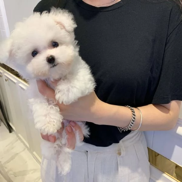 Cuccioli di maltese adorabili in cerca di adozione. 