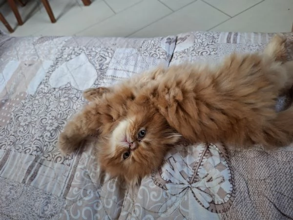 Vendo cuccioli di persiano 