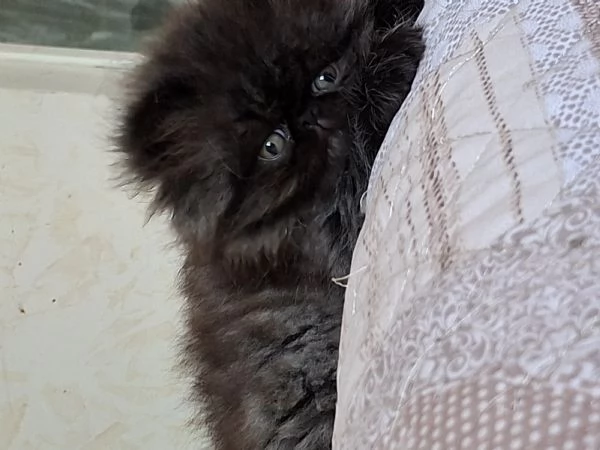 Vendo cuccioli di persiano  | Foto 10