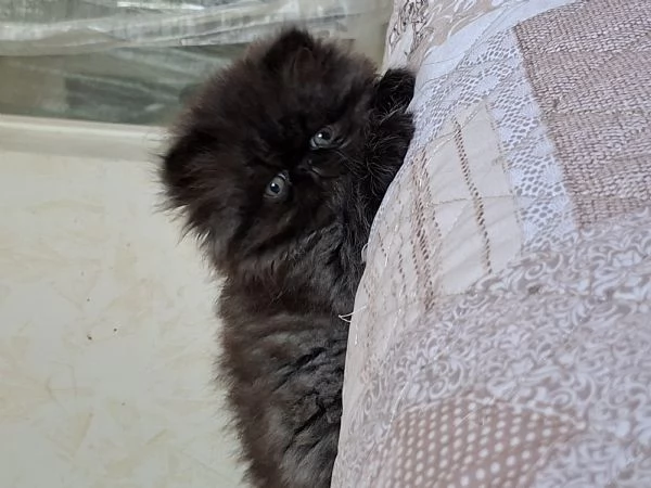 Vendo cuccioli di persiano  | Foto 9