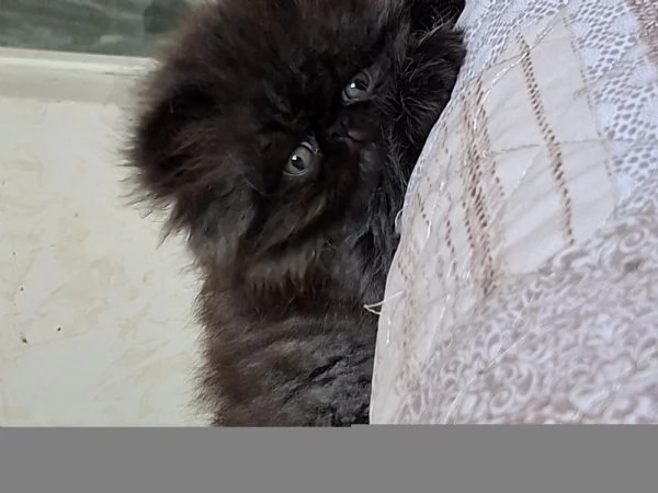 Vendo cuccioli di persiano  | Foto 8