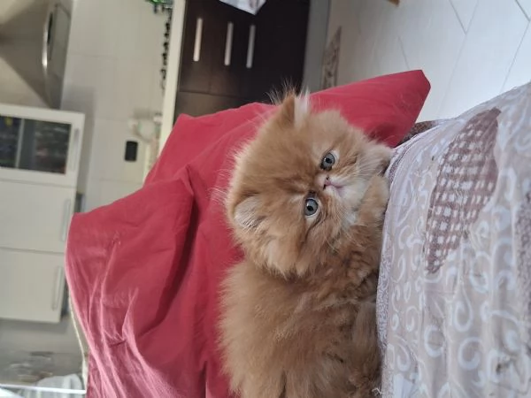 Vendo cuccioli di persiano  | Foto 7