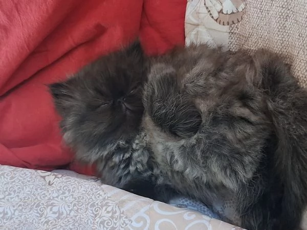 Vendo cuccioli di persiano  | Foto 6