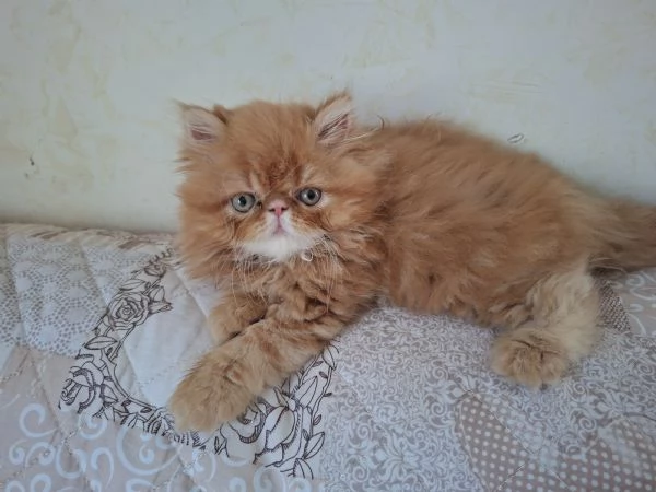 Vendo cuccioli di persiano  | Foto 2