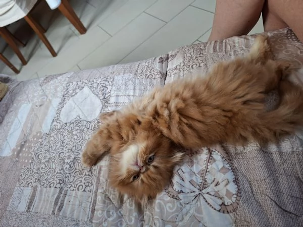 Vendo cuccioli di persiano  | Foto 1