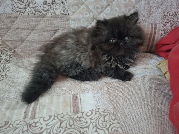 Vendo cuccioli di persiano  | Foto 0