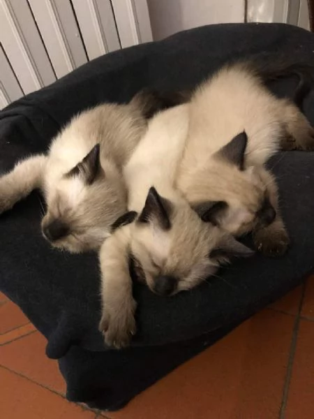 gattini siamesi di razza pura disponibili