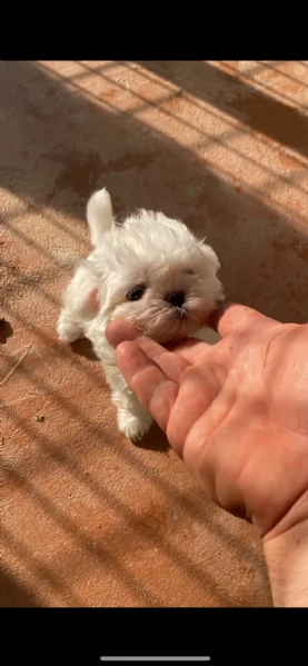 Vendita cani maltesi 