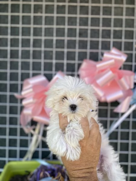 Vendita cani maltesi  | Foto 2