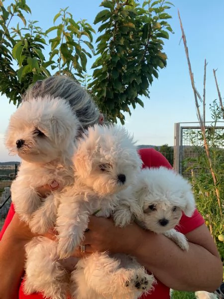 Vendita cani maltesi  | Foto 1