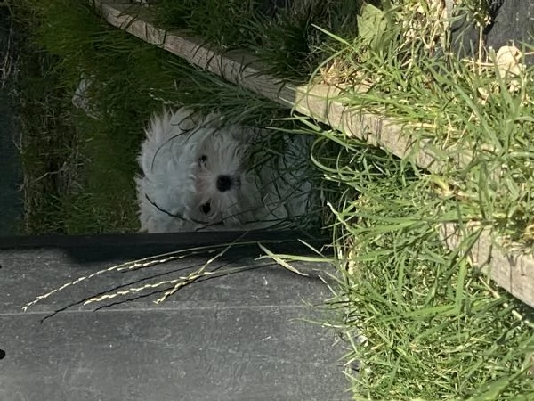 Vendita cani maltesi  | Foto 0