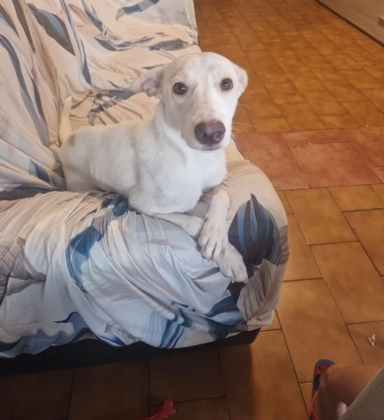 Regalo cucciola  | Foto 2