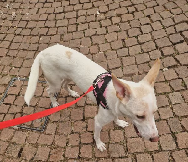 Regalo cucciola  | Foto 1