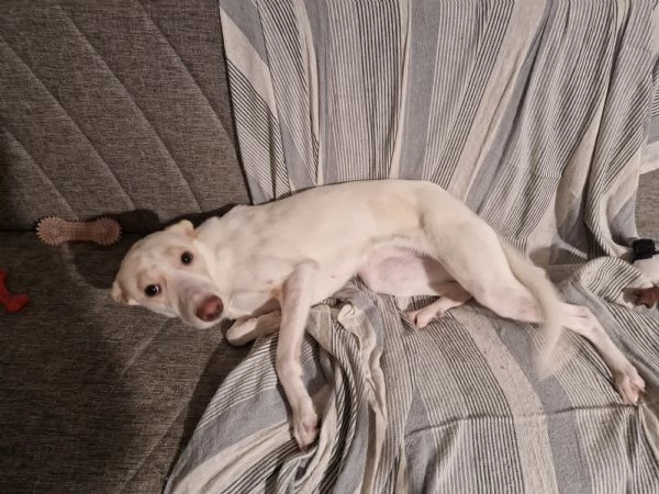 Regalo cucciola  | Foto 0