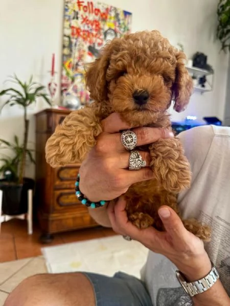 Barboncino Toy fulvo