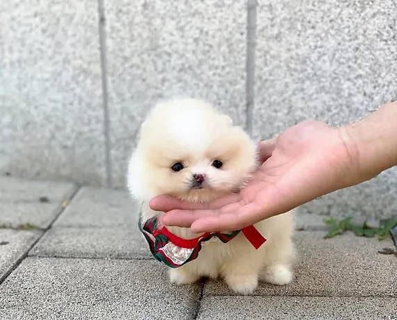 Due cuccioli di Pomerania (1 maschio e 1 femmina).