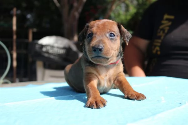 Pinscher nani rossi  | Foto 2