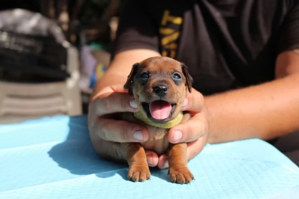 Pinscher nani rossi  | Foto 0
