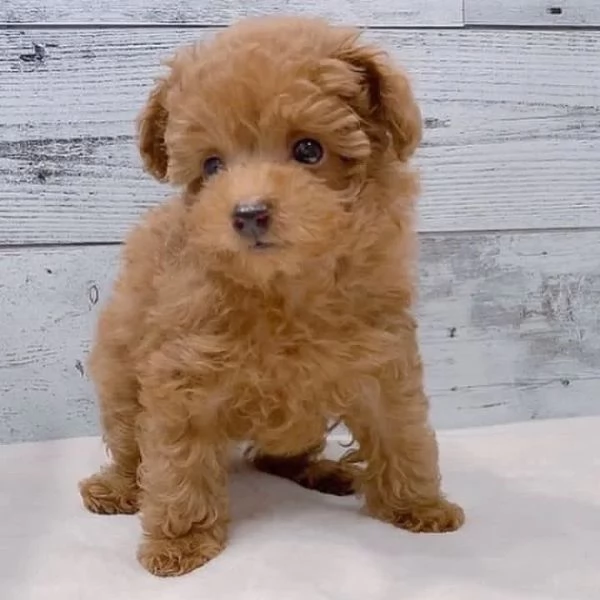 Cuccioli di barboncino adorabili in cerca di adozione. In una casa amorevole. | Foto 1