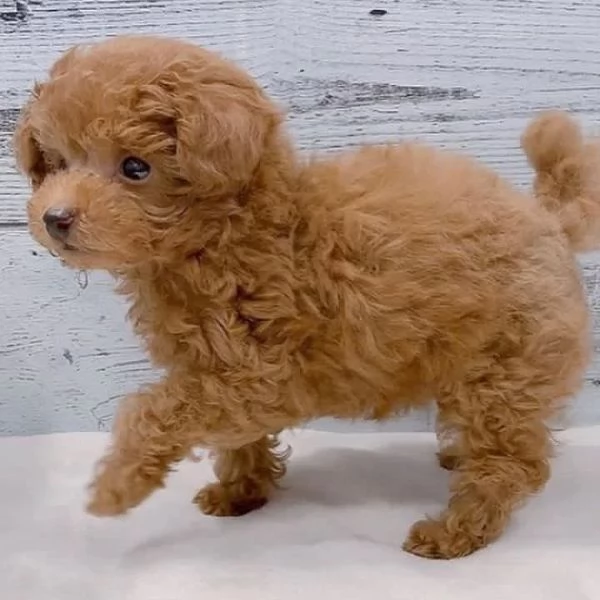 Cuccioli di barboncino adorabili in cerca di adozione. In una casa amorevole.