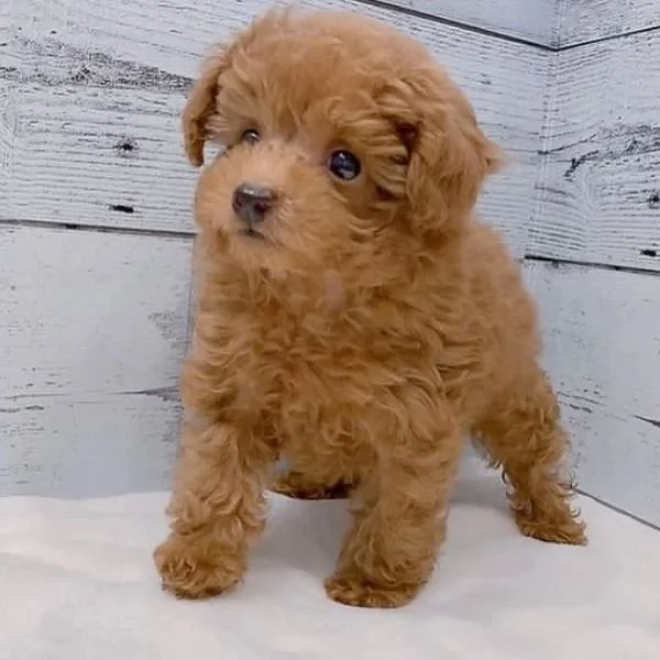 Cuccioli di barboncino adorabili in cerca di adozione. In una casa amorevole.