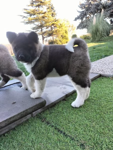 Cuccioli Akita Americano con Pedigree  | Foto 6