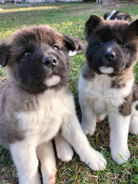 Cuccioli Akita Americano con Pedigree 