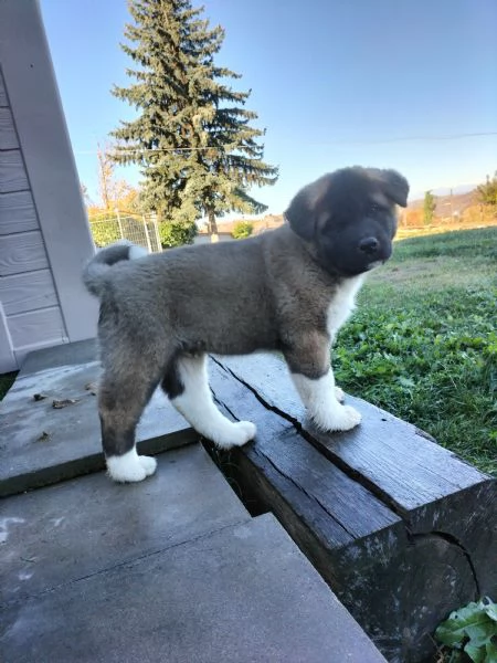 Cuccioli Akita Americano con Pedigree  | Foto 4
