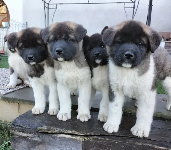 Cuccioli Akita Americano con Pedigree  | Foto 1