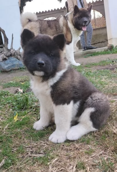 Cuccioli Akita Americano con Pedigree  | Foto 0