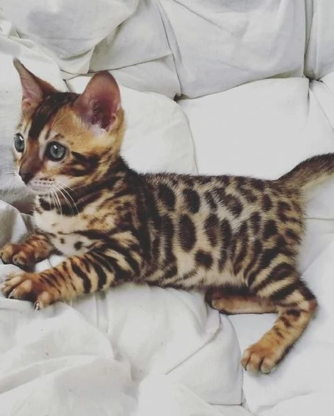 DUE GATTI BENGALI IN ADOZIONE | Foto 0