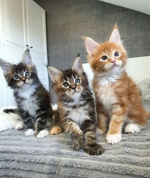 Gattini MAINE COON in regalo | Foto 0