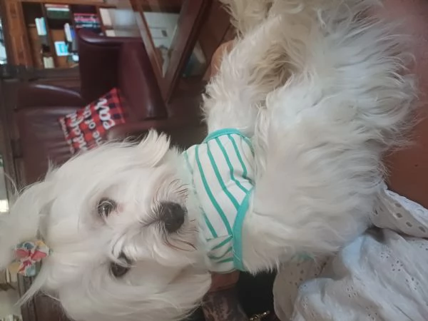 Regalo maltese