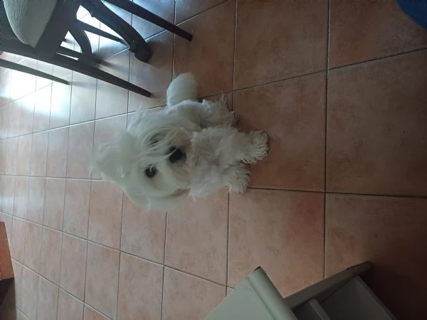 Regalo maltese | Foto 1