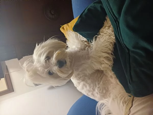 Regalo maltese | Foto 0