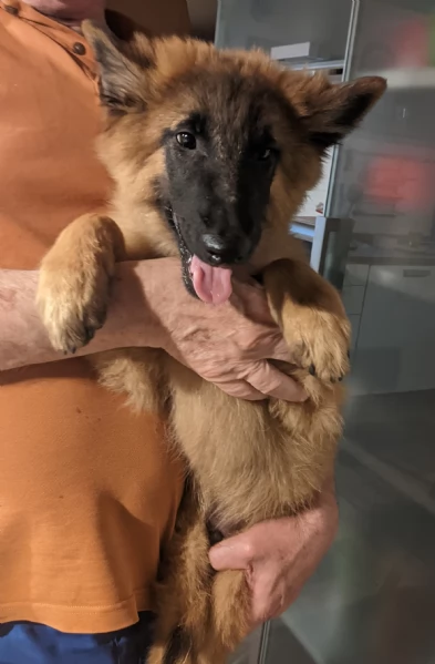 Cucciolo Pastore Belga