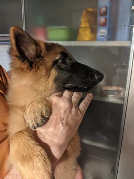 Cucciolo Pastore Belga | Foto 3