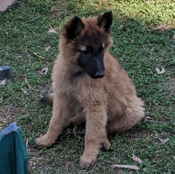 Cucciolo Pastore Belga | Foto 2