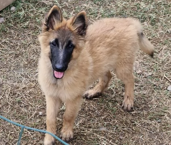 Cucciolo Pastore Belga | Foto 1