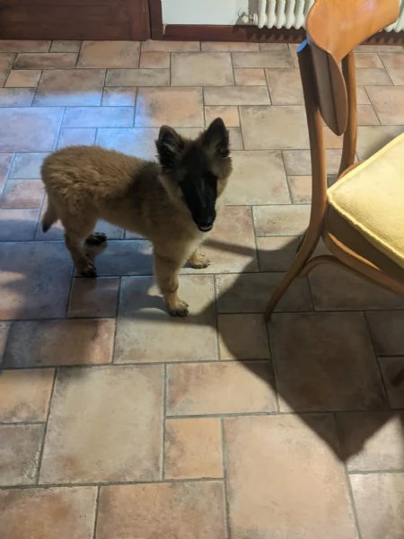 Cucciolo Pastore Belga | Foto 0