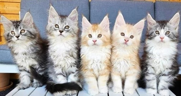 Simpatici gattini del Maine Coon per l'adozione